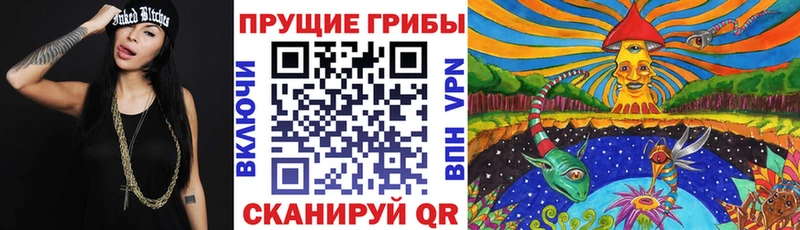 закладка  Шахунья  Галлюциногенные грибы Psilocybe 